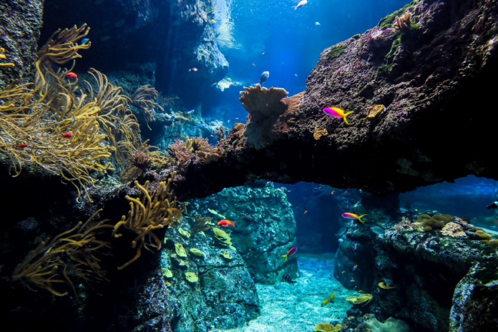 Aquarium de Biarritz – Biarritz – Récif corallien