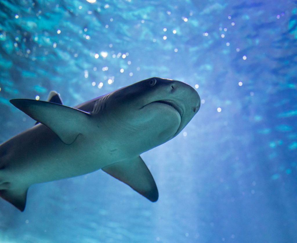 Aquarium de Biarritz – Biarritz – Requin