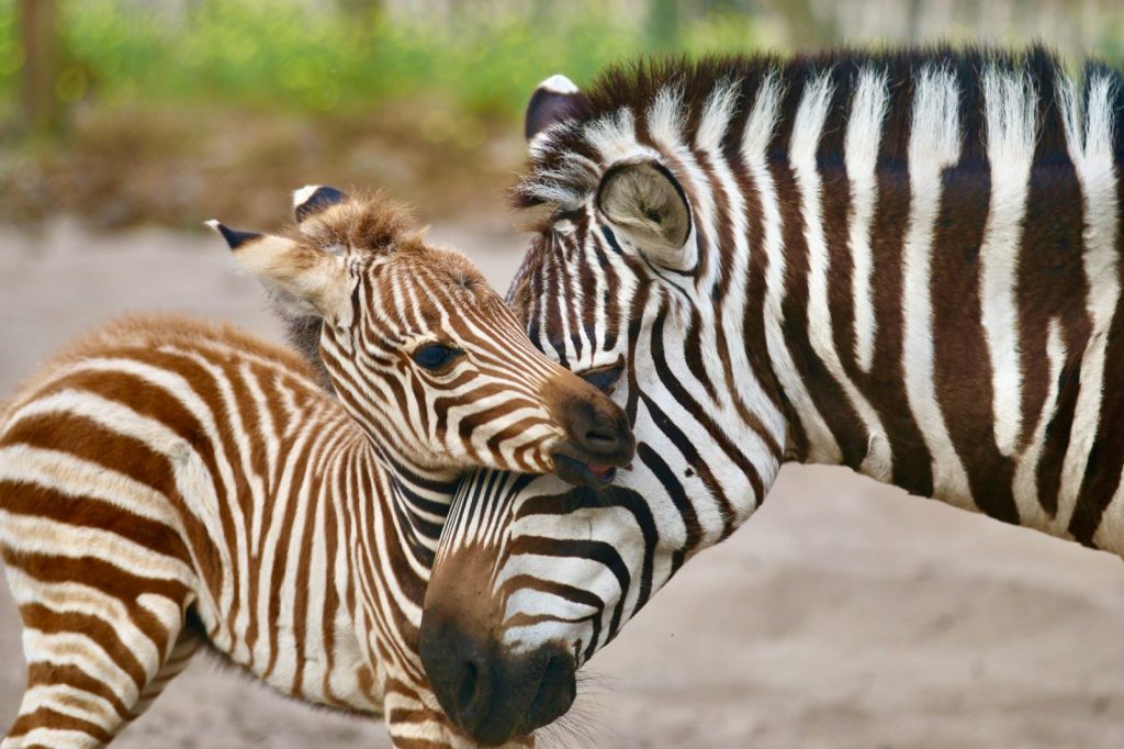 bebe-zebre-zoo-labenne-landes