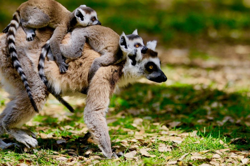 lemurien-bebe-zoo-labenne-landes