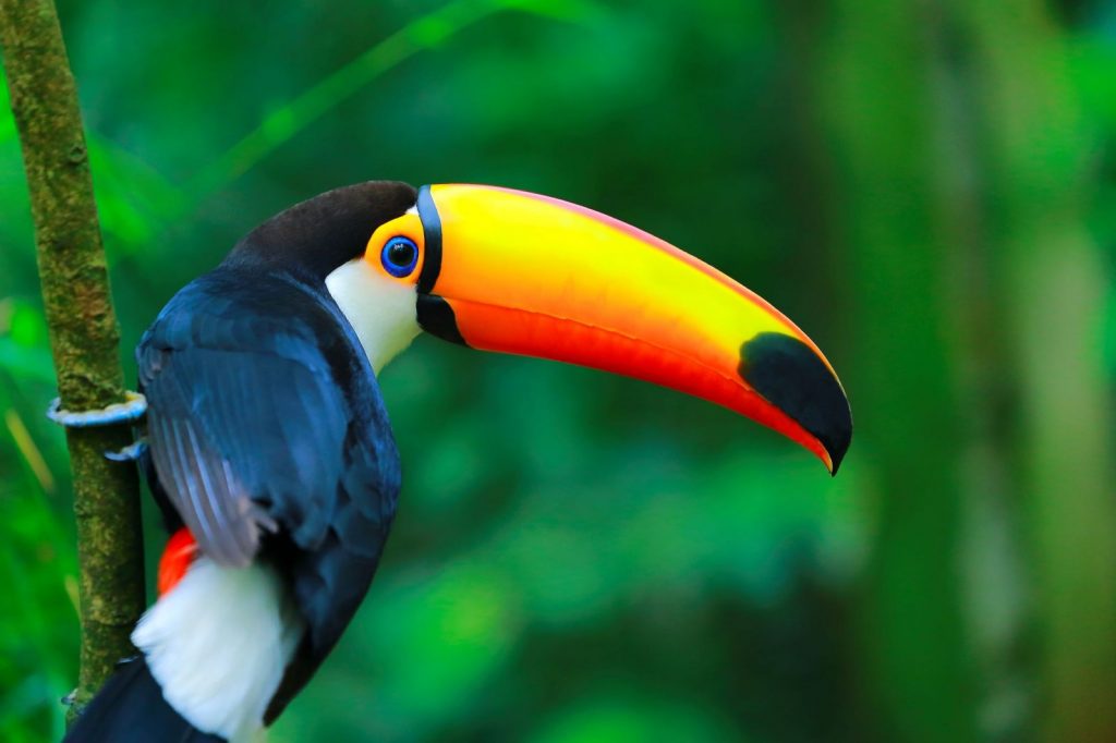 toucan-toco-zoo-labenne-landes